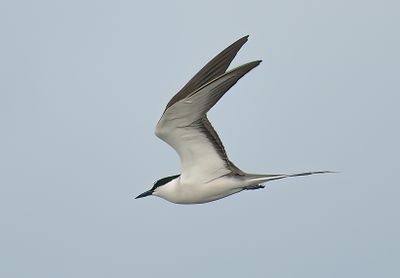Bridled Tern