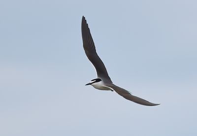Bridled Tern