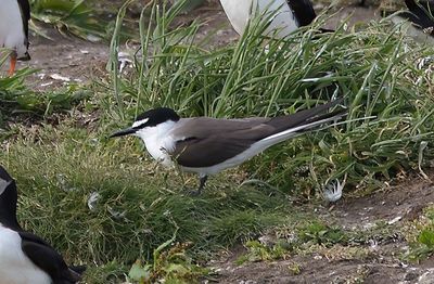 Bridled Tern