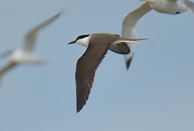 Bridled Tern