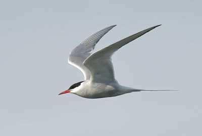 Arctic Tern