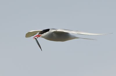 Arctic Tern