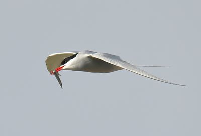 Arctic Tern