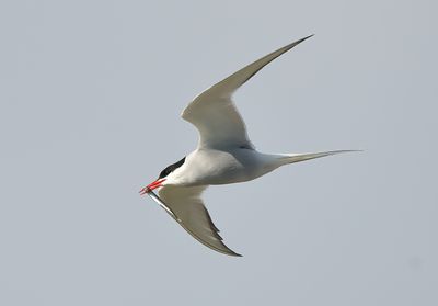 Arctic Tern