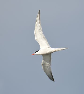Common Tern