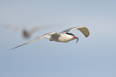 Common Tern