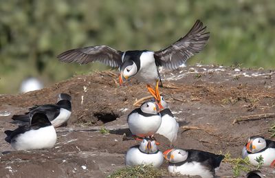 Puffin