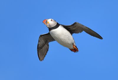 Puffin