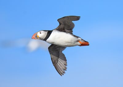 Puffin