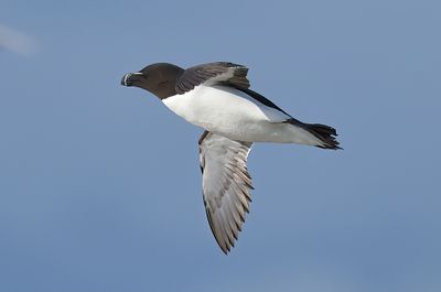 Razorbill