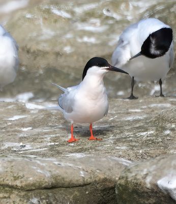 Roseate Tern