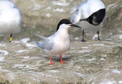 Roseate Tern