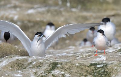 Roseate Tern