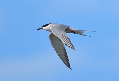 Roseate Tern