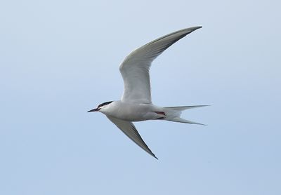 Roseate Tern