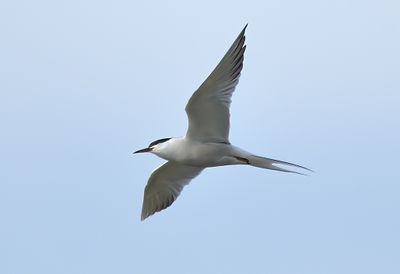 Roseate Tern