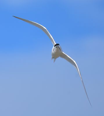 Sandwich Tern