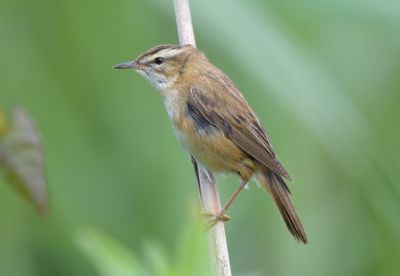 Sedge Warbler