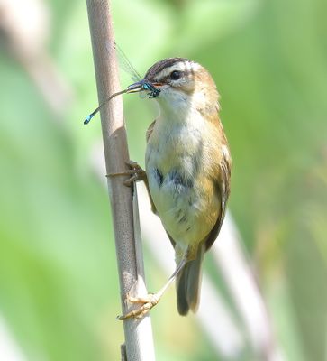 Sedge Warbler