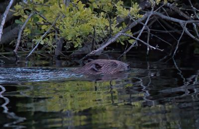 Beaver