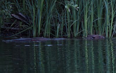 Beaver