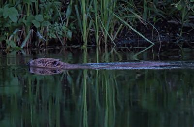 Beaver
