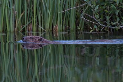 Beaver