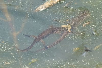 Palmate Newt