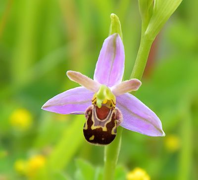 Bee Orchid