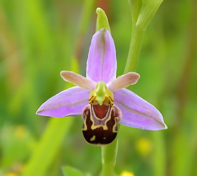 BEE ORCHID