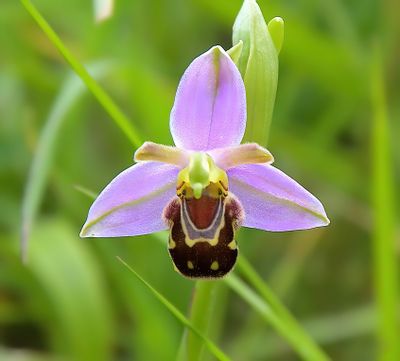 BEE ORCHID