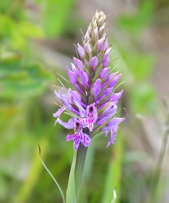 Common Spotted Orchid