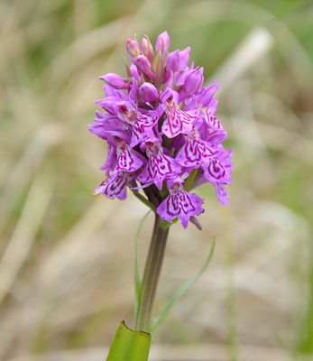 Common Spotted Orchid