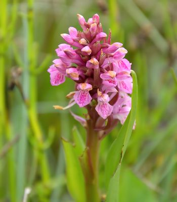 Early Marsh Orchid