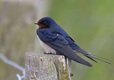 Swallow