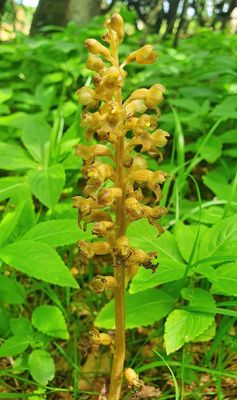 BIRDS-NEST ORCHID