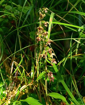 Broad-leaved Helleborine 