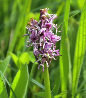Monkey Orchid
