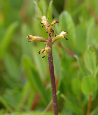 CORAL ROOT
