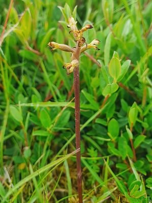 Coral Root Orchid 