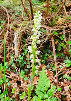Creeping Lady's Tresses