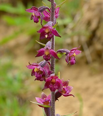 DARK-RED HELLEBORINE