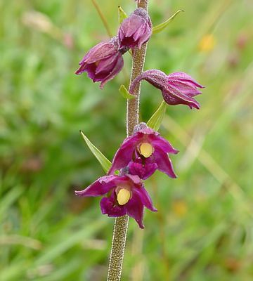 DARK-RED HELLEBORINE