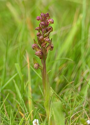 Frog Orchid 