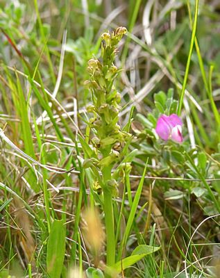 Frog Orchid 