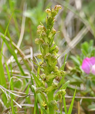 Frog Orchid 