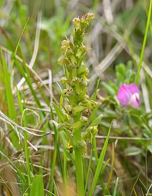 Frog Orchid 