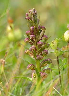 Frog Orchid 