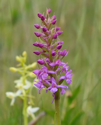 Heath Fragrant 