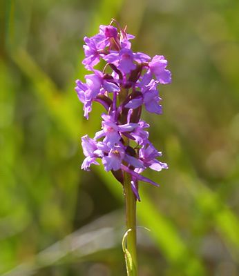HEATH FRAGRANT